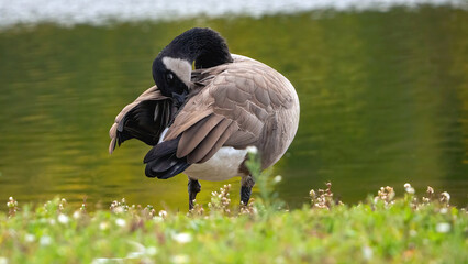 A solo Canada goose is staying away from the flock for sleeping by the calm lake.