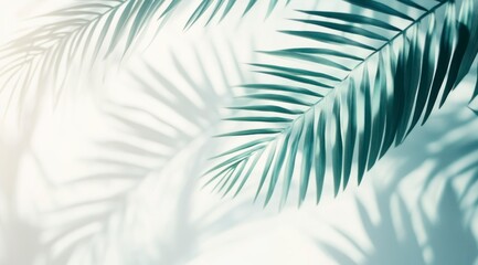 Fototapeta premium Abstract white background with palm leaf shadows, soft focus, and copy space for text. Abstract white background with palm tree leaf shadows. Background with soft,