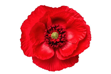 red flower isolated on white or transparent png