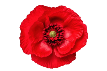 red flower isolated on white or transparent png