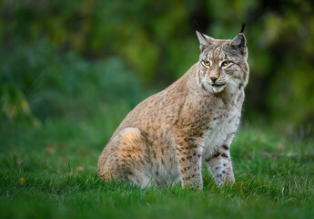 Eurasian lynx ( Lynx lynx ) close up