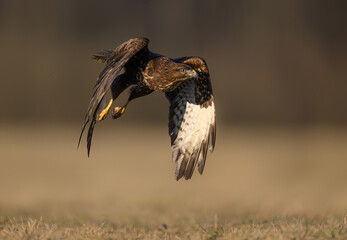 Common buzzard bird ( Buteo buteo )