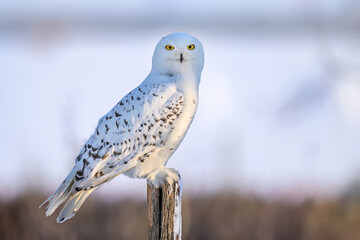 Snowy owl ( bubo scandiacus ) close up