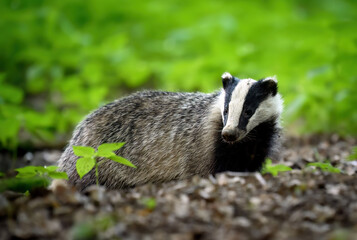 Badger close up ( Meles meles ) © Piotr Krzeslak