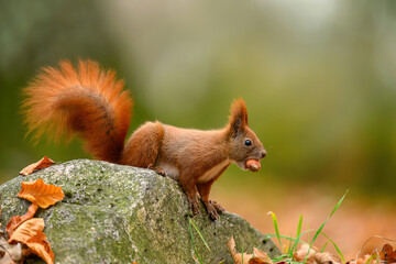 Red squirrel ( Sciurus vulgaris ) close up