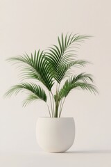 Fototapeta premium Potted palm plant isolated on a white background