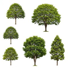 Obraz premium Lush Green Trees Isolated on White - Five majestic trees, varying in size and shape, stand isolated against a bright white background. Symbolizing nature, growth, strength, serenity, and life