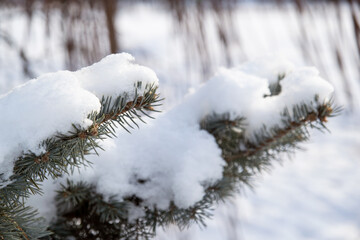 snow covered branches