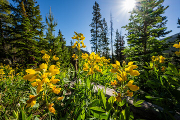 Fototapeta premium Yellow Toadflax Blossoms in Rocky Mountain National Park