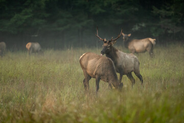 Young Bull Elk Approaches Cow To Mate