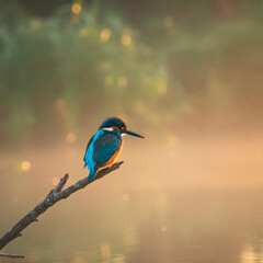 Obraz premium kingfisher on a branch