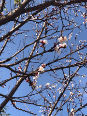 Blossoming plum branches against blue sky, spring time 