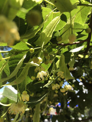 Linden blossoms, linden flowers, tree in blossom, spring time 