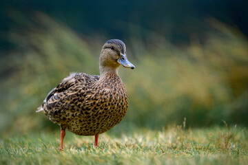 A serene female mallard duck (Anas platyrhynchos) resting on the grassy shore of a picturesque lake in the Dolomite Alps, Italy. Captured in a peaceful natural setting
