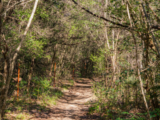 Walking in the Barton Creek Greenbelt Trail.