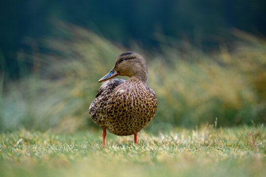 A serene female mallard duck (Anas platyrhynchos) resting on the grassy shore of a picturesque lake in the Dolomite Alps, Italy. Captured in a peaceful natural setting