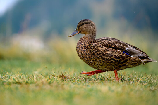 A serene female mallard duck (Anas platyrhynchos) resting on the grassy shore of a picturesque lake in the Dolomite Alps, Italy. Captured in a peaceful natural setting