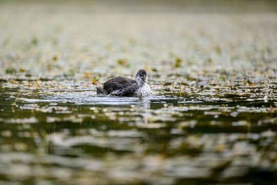 A juvenile Eurasian coot (Fulica atra) swims in a tranquil alpine lake in the Dolomites, Italy. The soft focus and water reflections create a serene wildlife scene.