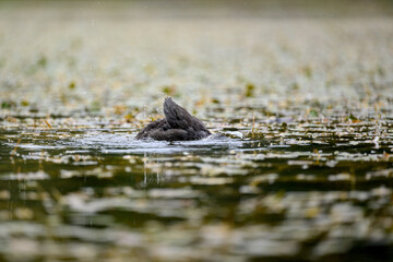 A juvenile Eurasian coot (Fulica atra) swims in a tranquil alpine lake in the Dolomites, Italy. The soft focus and water reflections create a serene wildlife scene.