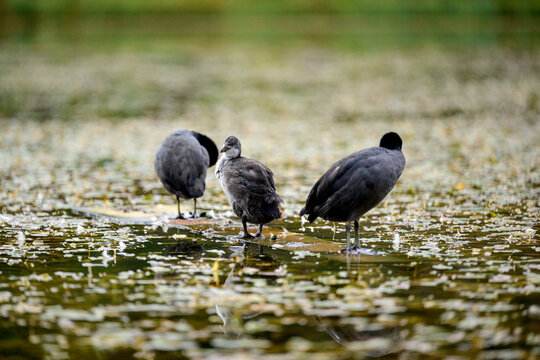 A juvenile Eurasian coot (Fulica atra) swims in a tranquil alpine lake in the Dolomites, Italy. The soft focus and water reflections create a serene wildlife scene.