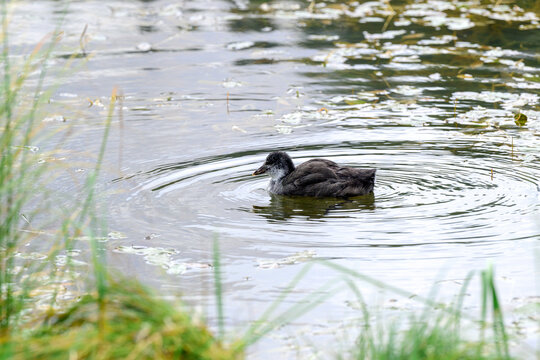 A juvenile Eurasian coot (Fulica atra) swims in a tranquil alpine lake in the Dolomites, Italy. The soft focus and water reflections create a serene wildlife scene.