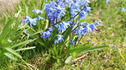 First spring flowers. Beautiful blue Scylla  flower on the background of nature