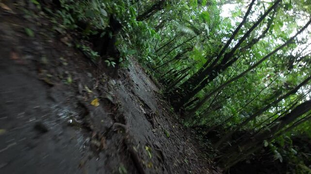 Moving through a wet dense rainforest - Camera rotates from upside down
