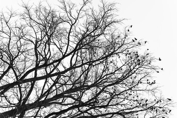 Monochrome silhouette of tree branches with birds.
