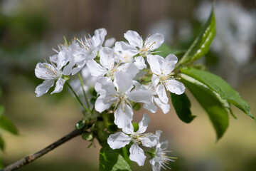 Obraz premium Kwiat wiśni