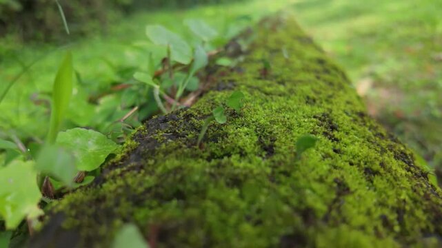 Leafcutter ants moving in slow motion with camera tracking move