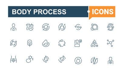 Body Process line icon. Included icons as sugar, salad, meal, lactose, slim, obesity, metabolism, detox. Line with editable stroke. Vector icon and illustration.
