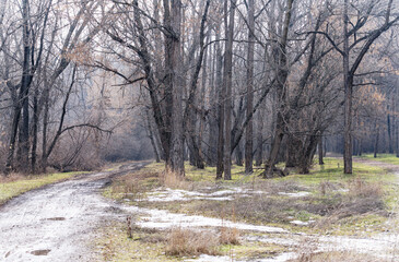 View of a fork in the dirt roads in an overgrown park in early spring. The left road is wider than the right one. There is snow in some places, and the trees are bare.