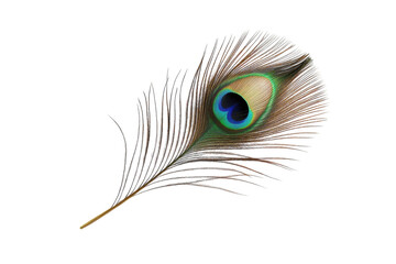 Obraz premium A vibrant peacock feather delicately showcases its iridescent colors against a simple backdrop isolated on transparent background