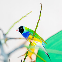 ANIMALES COLORES