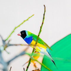 ANIMALES COLORES