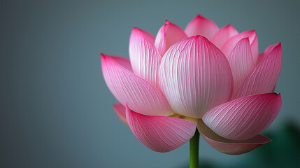 Obraz premium Single pink lotus flower in full bloom with delicate layered petals, minimalist floral composition on clean white backdrop with soft diffused lighting for serene and elegant mood