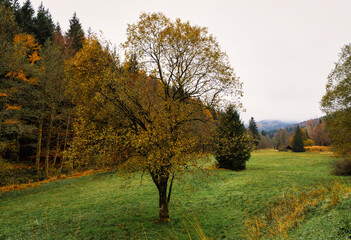 autumn landscape with trees