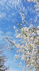 cherry blossom in spring