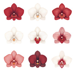 an illustration of various orchids in different colors, showcasing their intricate beauty. There are nine individual flowers displayed, with variations in shade, from red to white