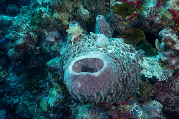 grandi spugne del genere Xestospongia sulla barriera corallina