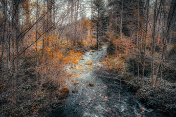 autumn forest in the morning