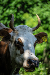 portrait of a cow