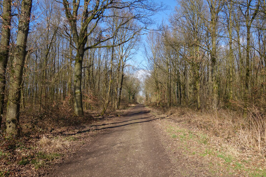 gerader Waldweg