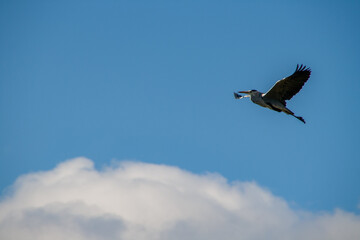 Graureiher in der Luft