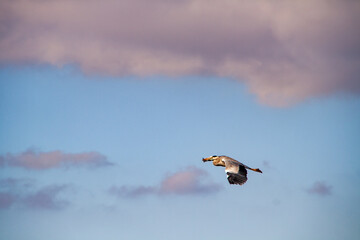 Graureiher in der luft vor ein paar rosa Wolken