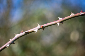 Knospe zwischen Dornen