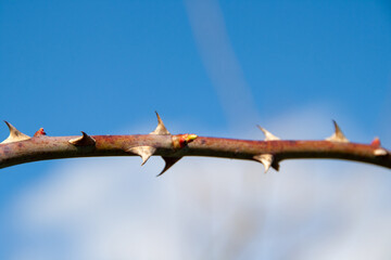 Nahaufnahme Dornenzweig