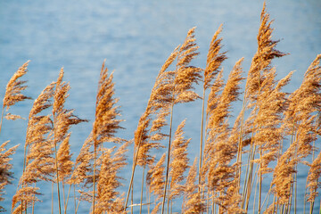 Fototapeta premium Seegras Hintergrund