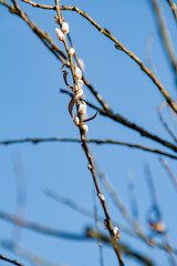 Weidenkätzenstrauch - Salix