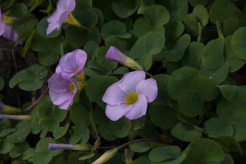 purple flowering plant